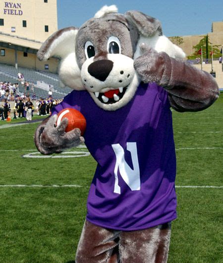 Official mascot of the northwestern wildcats